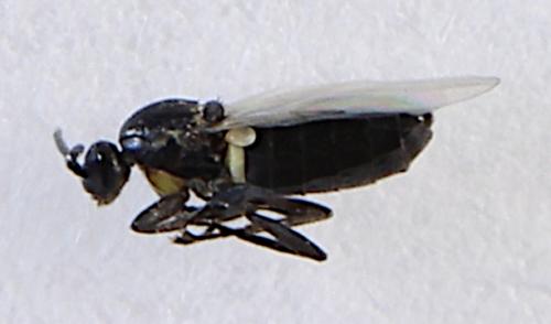 Thripomorpha sp.